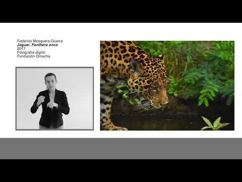 LSC | El jaguar y la mariposa. Chiribiquete patrimonio natural y cultural de la humanidad LSC | El jaguar y la mariposa. Chiribiquete patrimonio natural y cultural de la humanidad