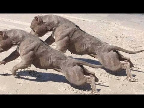 Video: 7 carreras para caninos