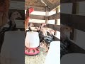 Pintinhos Bico curto Crista ferrão 🐓🖤 #animal #chicken #roça #aves
