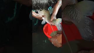 Modern Rohu Fish Hatchery System #shorts #viral #fishing