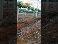 fruit gets damaged if it gets hit by hail #agriculture #gardening #grapefarm #farmingtips