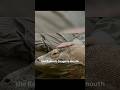 #KomodoDragon #WildlifeFacts #NatureIsBrutal #ScienceExplained #DeadlyAnimals #YouTubeShorts #animal