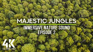 8 HRS Jungle Ambience - Immersive Nature Sounds of Tropical Forest & Wind - Episode 2