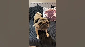 Dog Barking 😱 sound effects pug edition 🥰 #barking #dog #dogs #pug