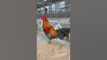 Ta về nhóm lửa pha trà, Trồng hoa đọc sách, Nuôi gà cắm câu.