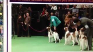 Irish Red & White Setter Westminster GCH Aramis Farms High(GCH Aramis Farms High Road to Killary. The youngest and first American bred IRWS to win Westminster. Owned by Deb Peterson and Judy Zawikowski., 2012-02-14T17:21:08.000Z)