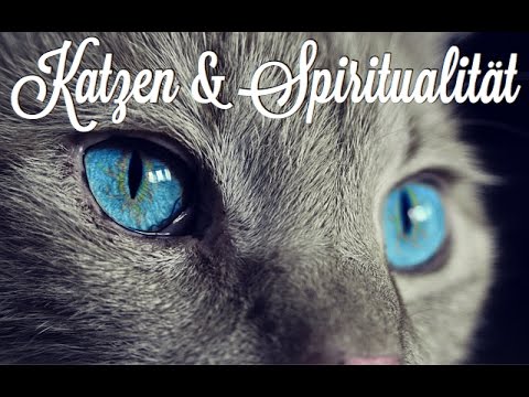 Video: Unsere spirituelle Verbindung mit Katzen