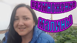 Видео Промежуточный результат укоренения крапивки малины (автор: ЕЖЕМАРИНА)