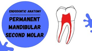 Endodontic Anatomy of the Permanent Mandibular Second Molar | Root canal anatomy