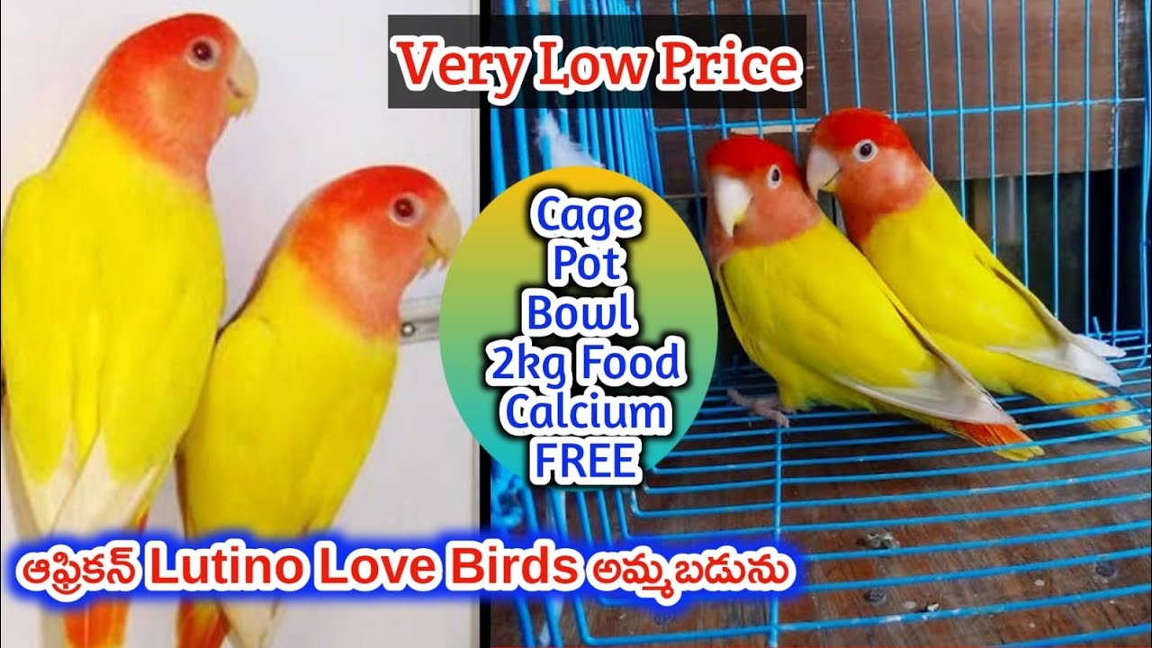 top quality African Lutino Love Birds for sale in telugu/9347522992 /aj pets YouTube