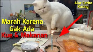 Kucing Gagal Ulang Tahun | Alur Cerita Kucing