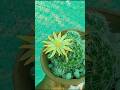 ball cactus பூத்தாச்சு🌵🌿 #shortsfeed #natruel #cactus #gardening #garden #shortstamil #natrue #kalli