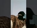 منقبة ممحون تستعرض مكوتها نار للكبار فقط بث مباشر تانجو منقبة ممحون تستعرض مكوتها نار للكبار فقط بث مباشر تانجو