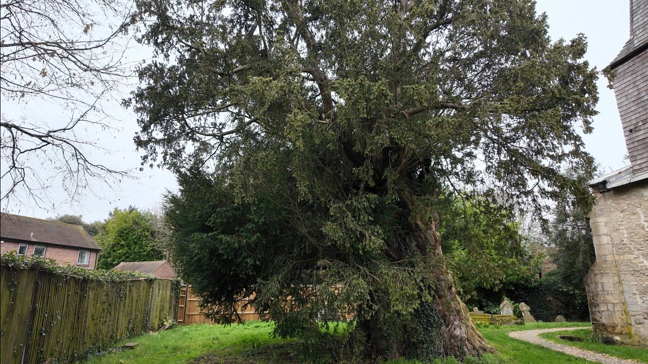 Is this the Oldest Yew tree in the UK ?