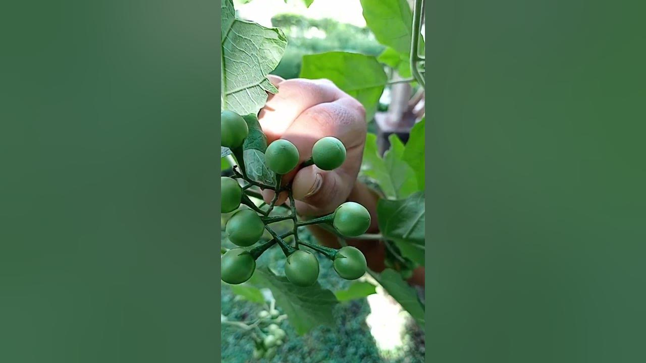 Terong bulat hijau,enak untuk lalapan dan kaya manfaat@laskartaru #tanaman#alam#terong #tanamanliar Terong bulat hijau,enak untuk lalapan dan kaya manfaat@laskartaru #tanaman#alam#terong #tanamanliar