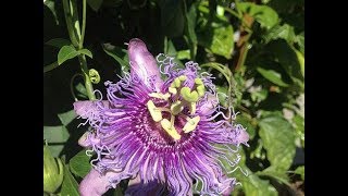 Passion Flower Identification, Tincture & Tea Preparation