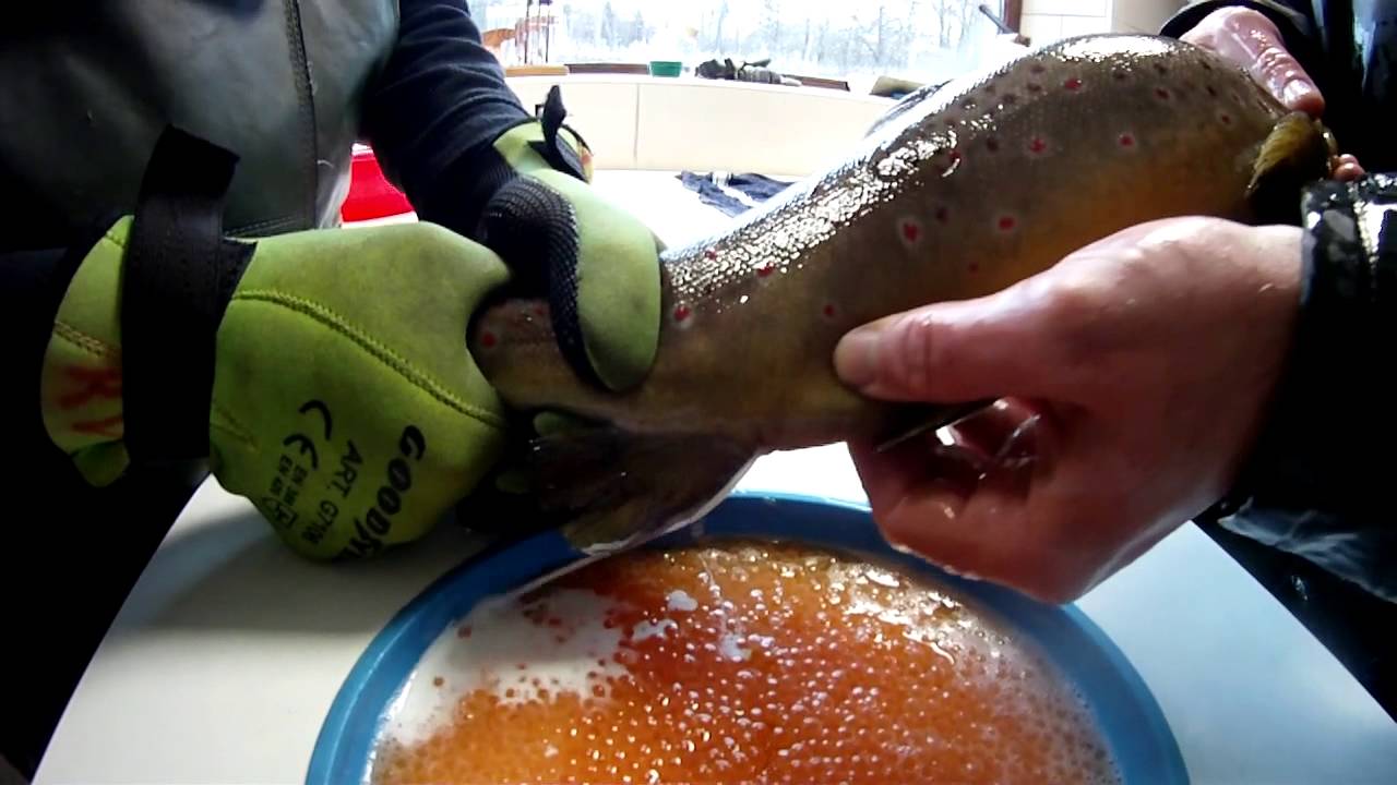 Fécondation artificielle des farios