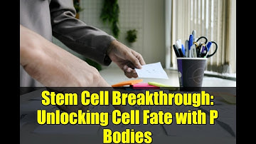 Stem Cell Breakthrough: Unlocking Cell Fate with P Bodies