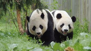 WATCH: Giant pandas leave National Zoo after 50 years in DC