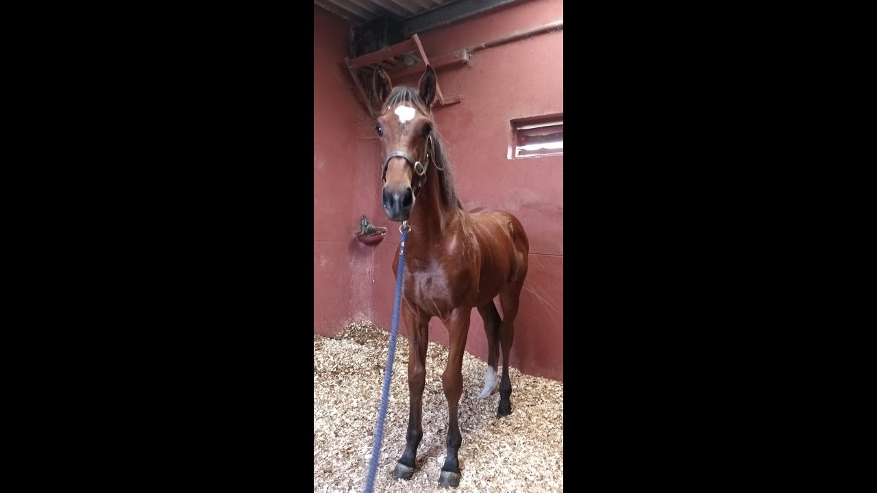 Uilinn Gleoite - foal sale - Cavan 28th Sept