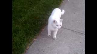 Lucy & Levon Take A Walk - May 2012