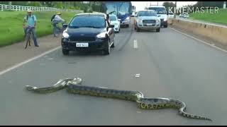 Anaconda Flagrada Atravessa Road