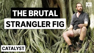 How the strangler fig tree got its name | Australia's Favourite Tree
