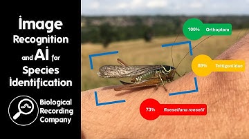 Image Recognition and AI for Species Identification