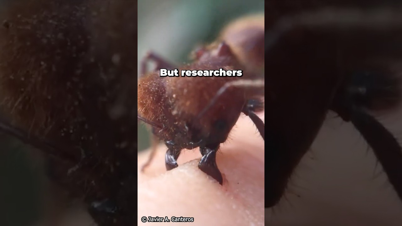 Ants Developed Fertilizer