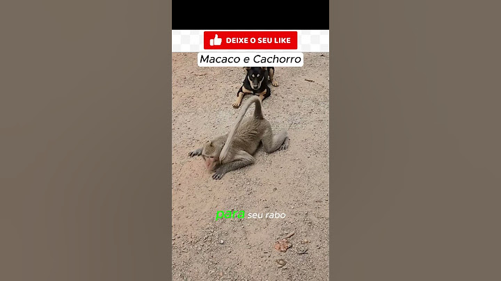MACACO E CACHORRO - S.J.Leandro                #shorts #macaco #cachorro