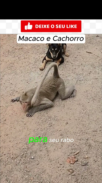 MACACO E CACHORRO - S.J.Leandro                #shorts #macaco #cachorro