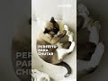 Chutadores para Gatos com Catnip Orgânico - Gatton #Shorts
