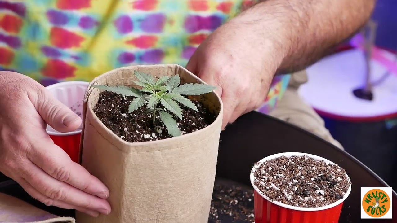 Transplanting from solo cup into fabric grow bags for Grow Strong Grow-Off 