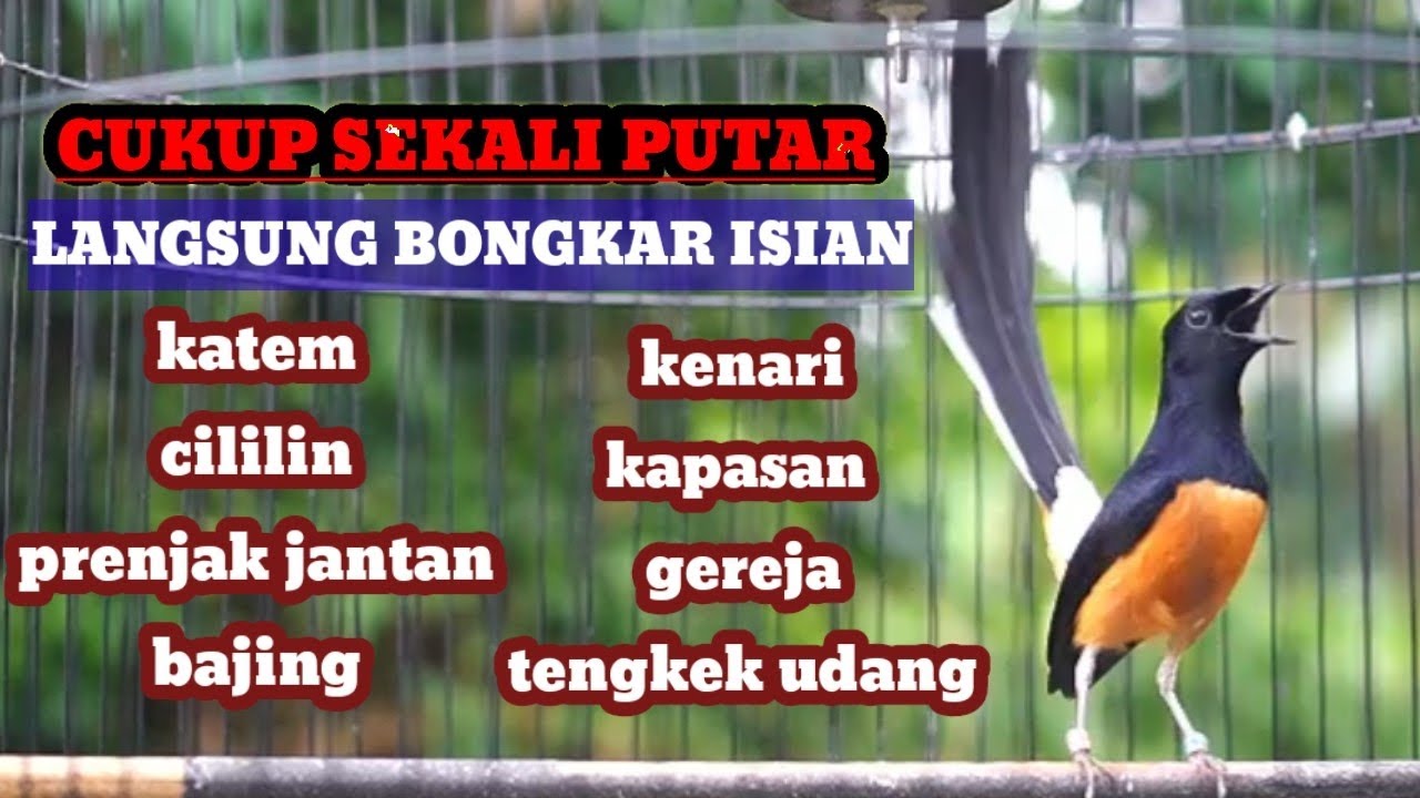 CUKUP 1X PUTAR LANGSUNG Bongkar ISIAN#masteranmuraibatufullisian #kicaumanianusantara #kicaumania