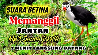 SUARA BURUNG RUAK-RUAK BETINA AMPUH✓ TERBARU 2025✓