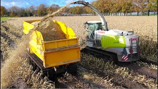 Maize Harvest In Extreme Wet Soil Conditions Claas Jaguar Prinoth Track Dumpers Gm Damsteegt