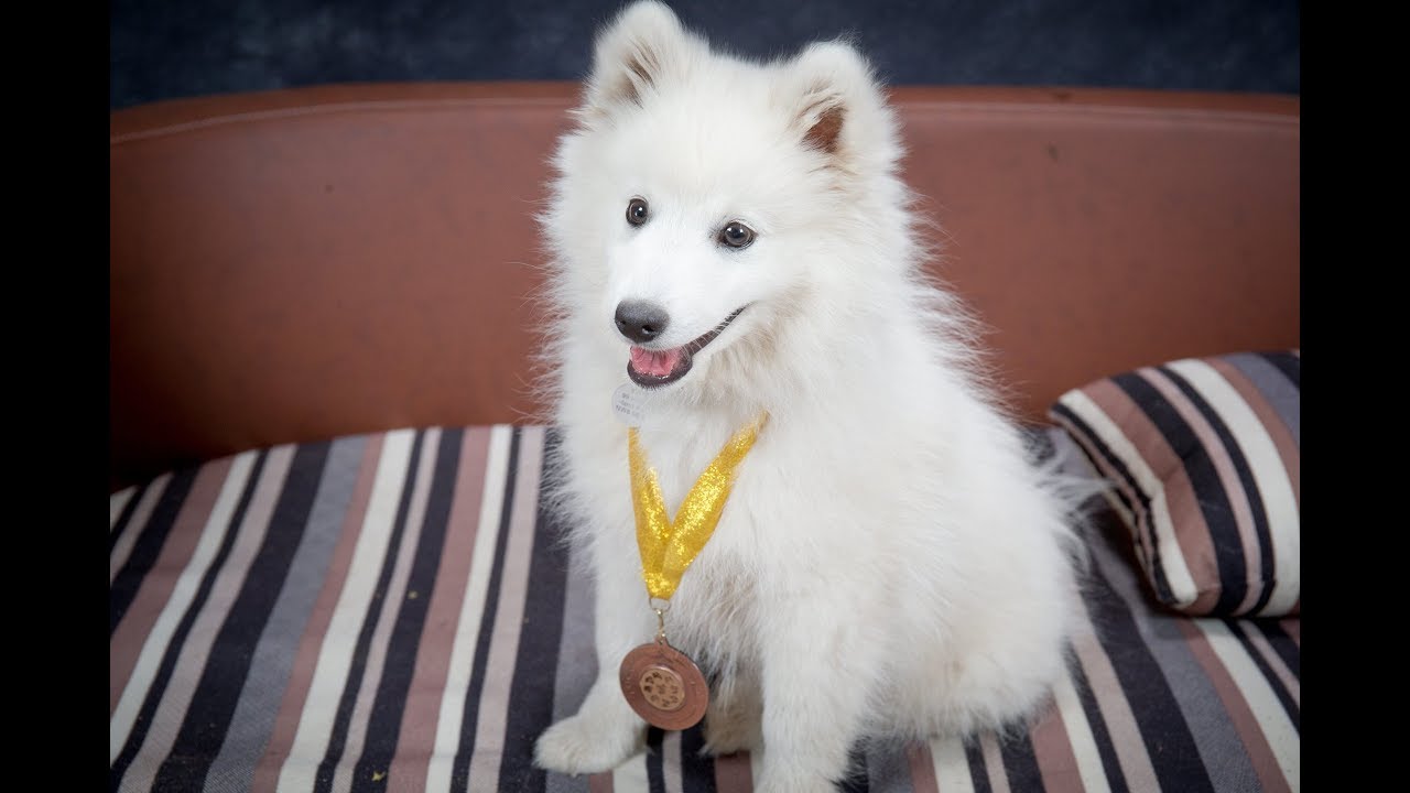 Kubo Japanese Spitz Puppy 2 Weeks Residential Dog Training Youtube