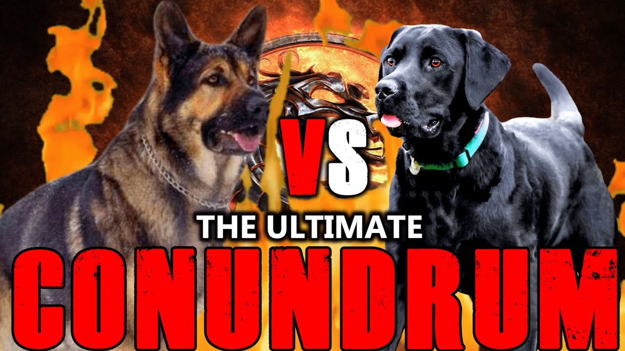 German Shepherd vs Labrador | Labrador vs German Shepherd | Which One is good for u? | Billa Boyka |