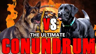 German Shepherd vs Labrador | Labrador vs German Shepherd | Which One is good for u? | Billa Boyka |