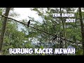 mikat burung kacer di pegunungan tambang burungnya jos jos