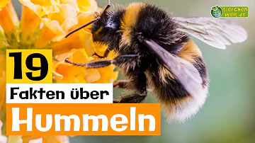 Sind Hummeln gefährlich für Menschen?