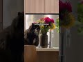 Cat the second you have flowers😭#comedy #funny #shorts #hilarious #laugh #entertainment #funnyvideos