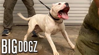 Dogo Argentinos  The Fearless 100lb Guard Dogs | BIG DOGZ