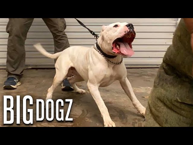 Dogo Argentinos - The Fearless 100lb Guard Dogs