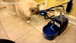 Best Cat Water Fountain Glacier Point Fountains Arrives for Review