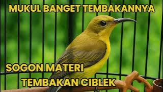 Masteran sogon materi bren ciblek | masteran sogon terbaru 2025 | sogon tembakan ciblek