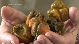 Hottest pepper ever created is three times hotter than Carolina Reaper