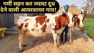 आयरशायर गाय का पहला डेरी फार्म|First Ayrshire cow Breed Dairy Farm in india आयरशायर गाय का पहला डेरी फार्म|First Ayrshire cow Breed Dairy Farm in india