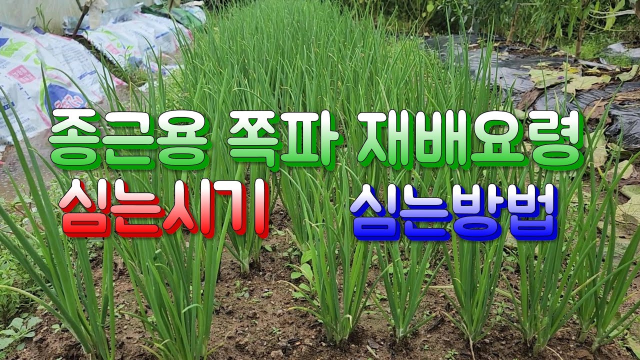 쪽파재배요령 ️ 종근용 쪽파 심는방법📍 종근용쪽파심는시기📍쪽파종자 다듬는법 - YouTube