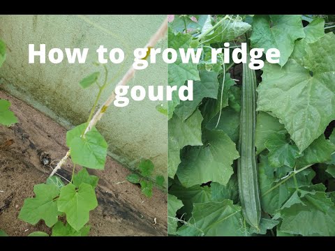 భీర పాదు పెంచడం ఎలా? How to grow ridge gourd?